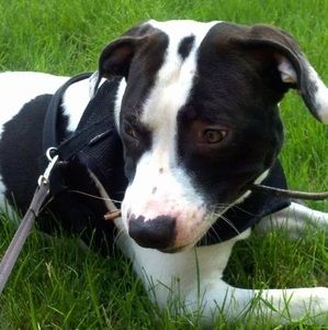 Meet your Posher, Willy